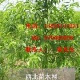 3公分山桃树-4公分山桃树-5公分山桃树