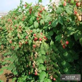 泰安野生红树莓苗基地包邮