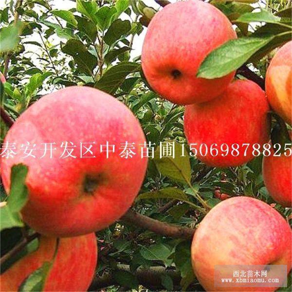 新紅星蘋(píng)果苗