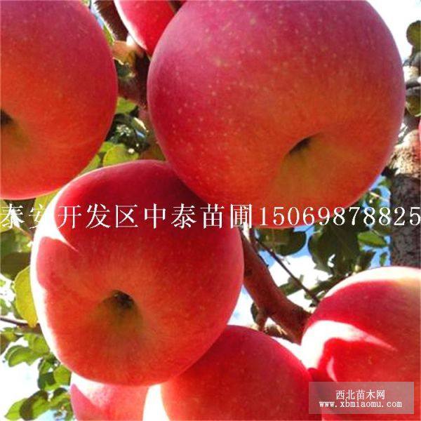 新紅星蘋(píng)果苗