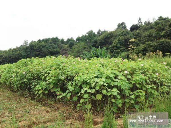 木芙蓉价格 多少钱