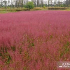 粉黛乱子草