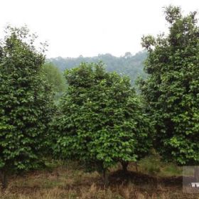 四川茶花 宜宾茶花 批发茶花