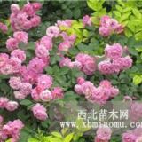 批发蔷薇，藤本蔷薇，大花蔷薇，蔷薇基地，有刺蔷薇，无刺蔷薇