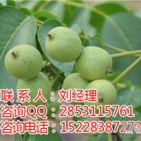 請問8518核桃苗價格是多少？川早2號核桃苗價格是多少？