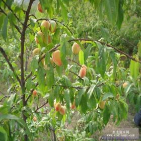 金太阳杏树苗种植基地