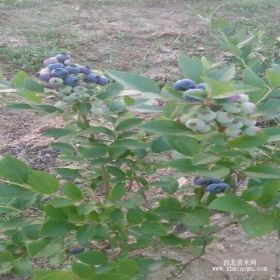 泰安蓝莓苗基地 今年蓝丰蓝莓苗价格多少