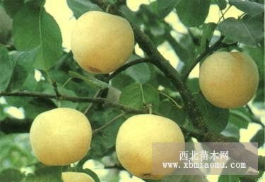 嵩县柱状苹果苗、梨树苗