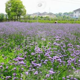 柳叶马鞭草