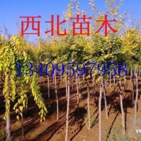 3公分金葉榆價(jià)格低質(zhì)量好寧夏銀川