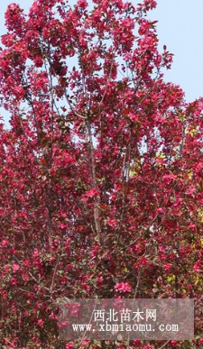 貴族花樹(shù)苗價(jià)格，貴族花樹(shù)，貴族