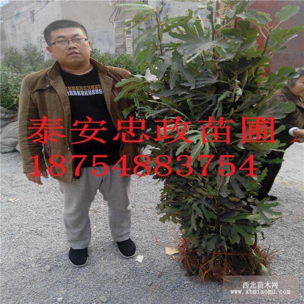 无花果苗价格