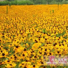 辽宁地区大量出售荷兰菊、荷兰菊价格