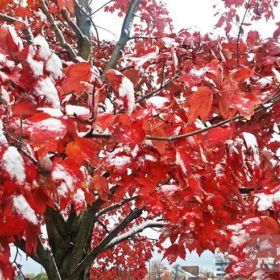 格陵蘭島冰雪紅楓百度百科-格陵蘭島紅楓-格陵蘭島三季紅楓四季