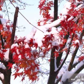 瑪麗伯德地冰雪紅楓啰名冰雪四季紅楓瑪麗紅楓瑪麗三季紅楓