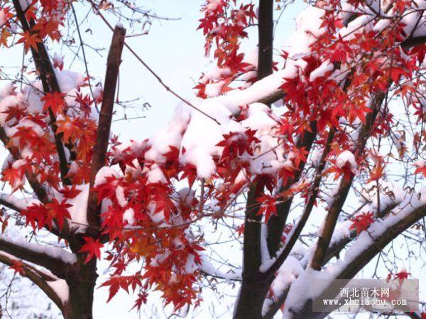 瑪麗冰雪紅楓