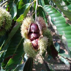 石丰板栗苗 板栗苗种植技术