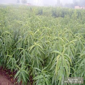 川岛蜜桃树苗，桃树苗种植技术