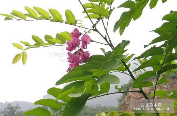 香花槐價格