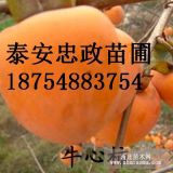 1公分柿子苗价格 哪里有1公分柿子苗 1公分柿子苗多少钱