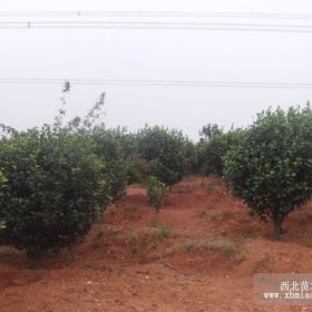 茶花 山茶花 茶花树 茶花球 茶花价格 茶花树价格