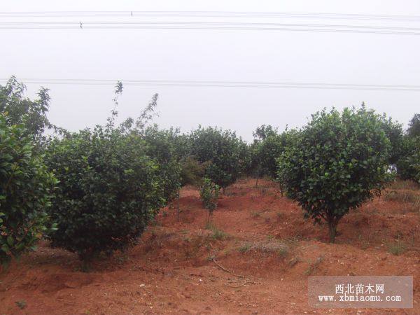 茶花 山茶花 茶花樹 茶花球