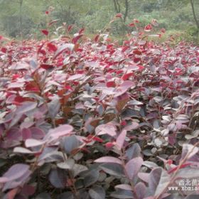 红花继木 红花继木价格 红继木