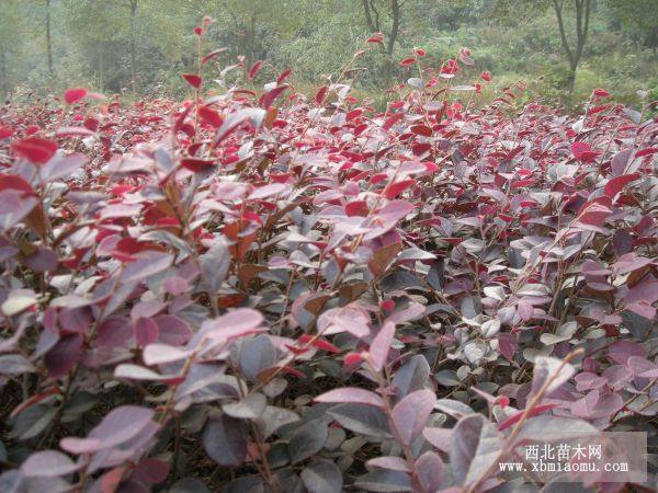 紅花繼木