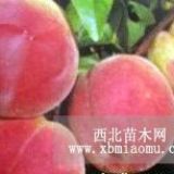 晚熟品種映霜紅桃樹苗