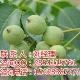 新品種核桃苗，川早2號(hào)嫁接核桃苗，川早2號(hào)核桃苗產(chǎn)量