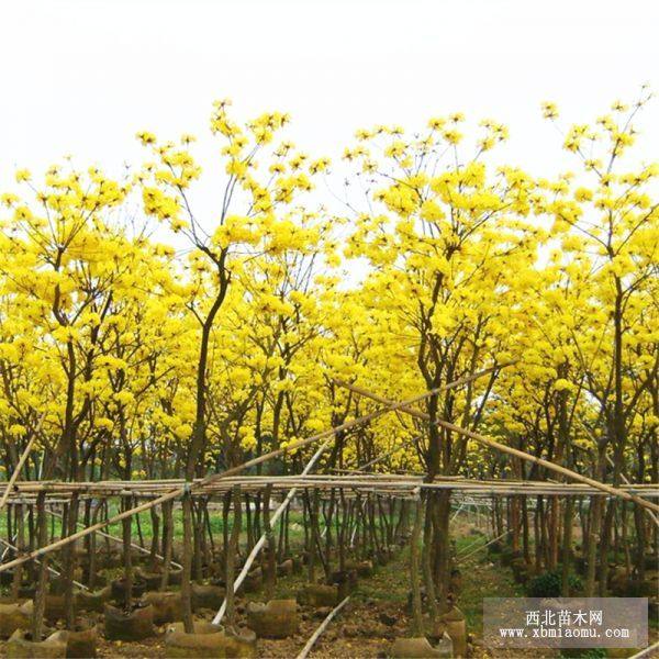 黄花风铃木价格 