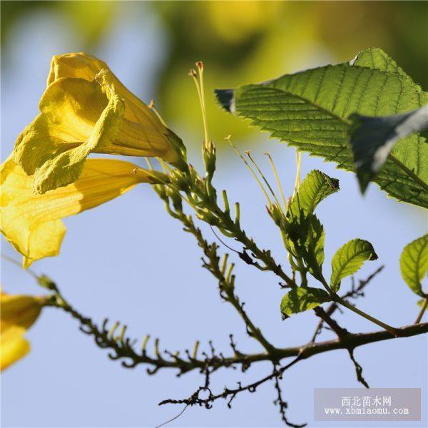 黄花风铃木价格 