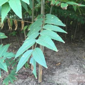 苗圃直销红油香椿树苗 供应可食用香椿树苗 供应占地用香椿树苗