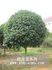 胸徑5公分桂花樹(shù)小苗，桂花樹(shù)小苗直徑5公分