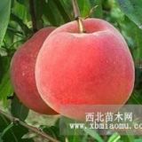 霜紅桃樹(shù)苗