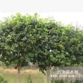 桂花樹(shù)種植基地直銷(xiāo)16公分湖南桂花樹(shù)