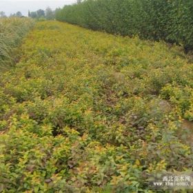 山東繡線菊山東青州繡線菊