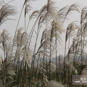 山東蘆葦山東青州蘆葦