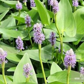 山東再力花山東青州再力花