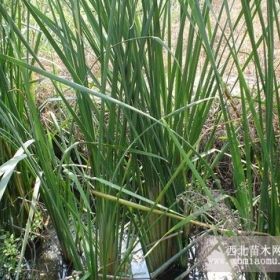 山東香蒲山東青州香蒲