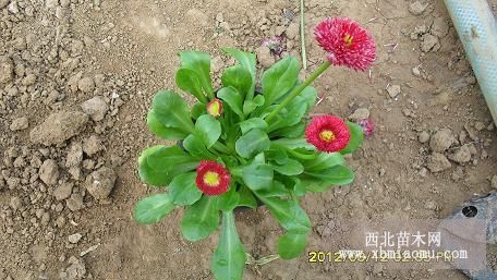 山東雛菊山東青州雛菊