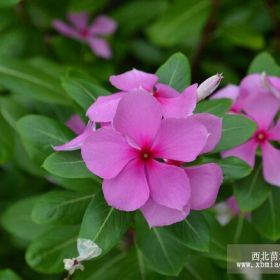 山東長春花山東青州長春花