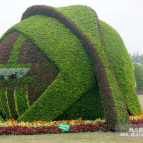 山東五色草山東青州五色草