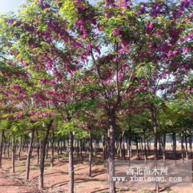 香花槐价格 河北香花槐报价 嫁接香花槐