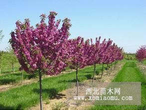 山東紫荊價格，金邊垂柳種植基地，銀杏樹苗木供應(yīng)商