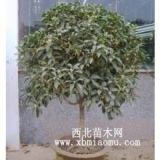 盆栽桂花樹，家中適合種植桂花樹品種