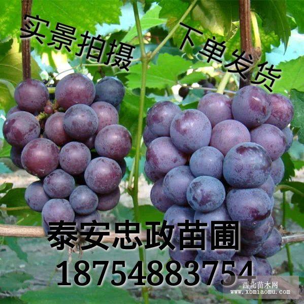 夏黑葡萄苗價(jià)格