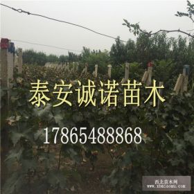 山东葡萄苗多少钱 哪里的葡萄苗价格公道