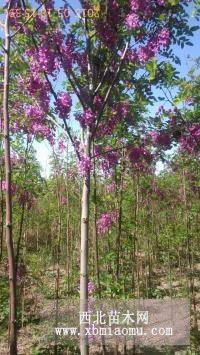 香花槐