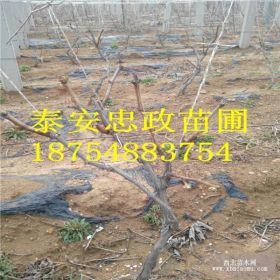 哪里有紅提葡萄苗 葡萄苗價(jià)格 泰安葡萄苗基地